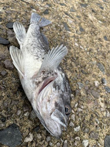 クロソイの釣果