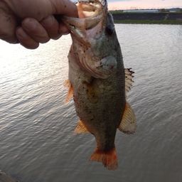 ラージマウスバス