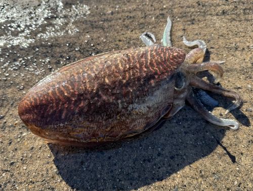コウイカの釣果