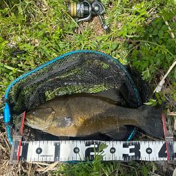 スモールマウスバス