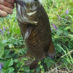 スモールマウスバス