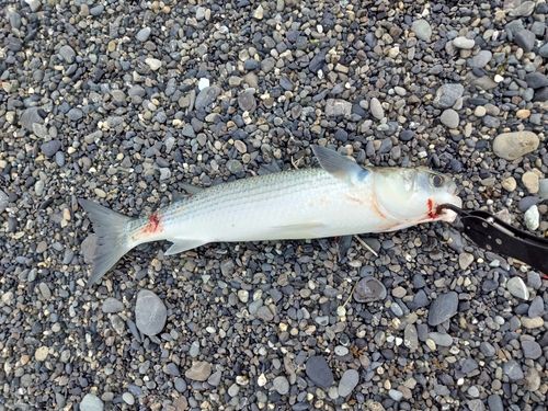 ボラの釣果