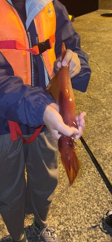 ケンサキイカの釣果