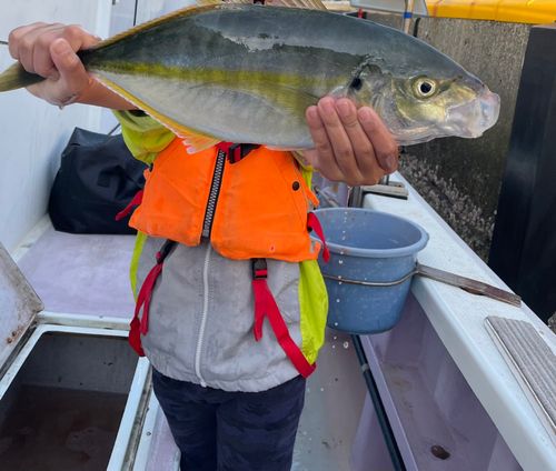 シマアジの釣果
