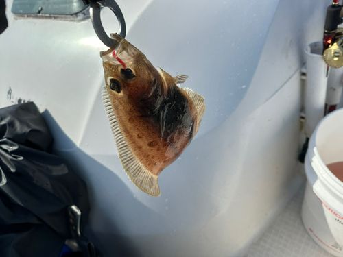 ミズクサガレイの釣果