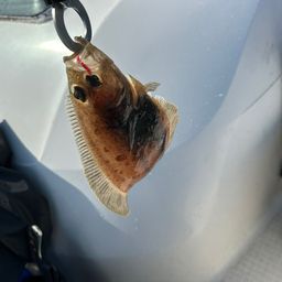 ミズクサガレイ