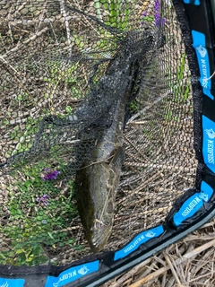 ライギョの釣果