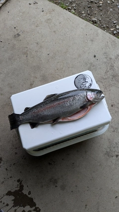 ニジマスの釣果