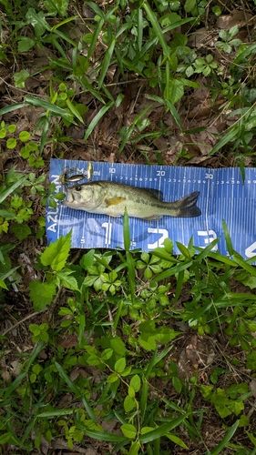 ブラックバスの釣果