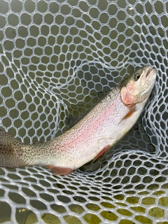 ニジマスの釣果