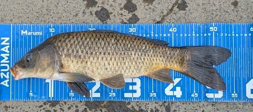 コイの釣果