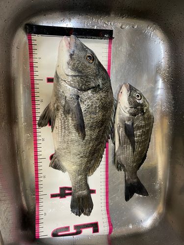 クロダイの釣果