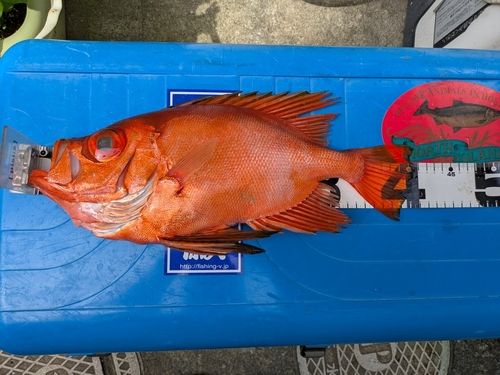 チカメキントキの釣果
