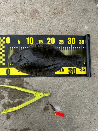 クロガシラガレイの釣果