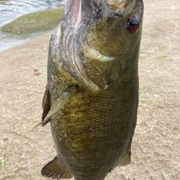 スモールマウスバス