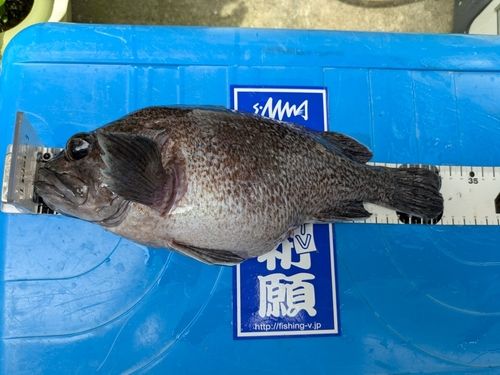 マゾイの釣果