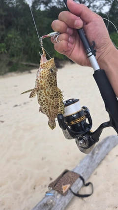 イシミーバイの釣果