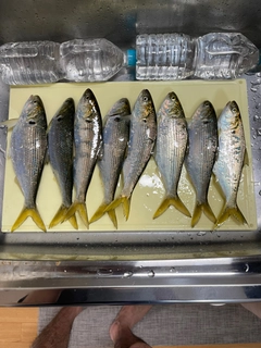 コノシロの釣果