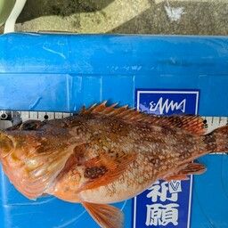 カサゴ