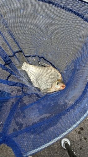 ダントウボウの釣果