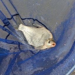 ダントウボウ