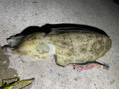 モンゴウイカの釣果
