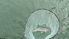 ニジマスの釣果
