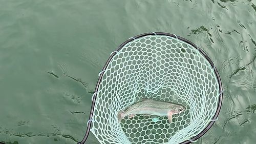 ニジマスの釣果