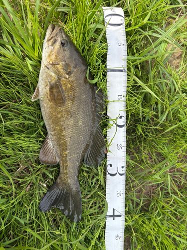 スモールマウスバスの釣果