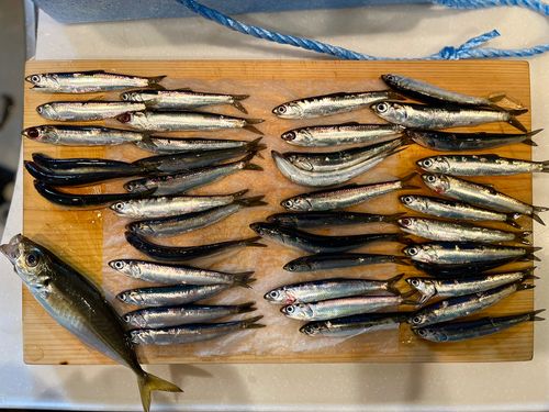 カタクチイワシの釣果