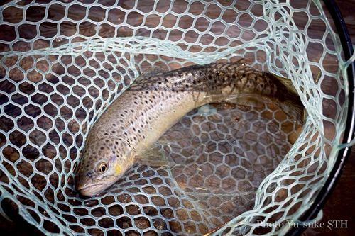 ブラウントラウトの釣果