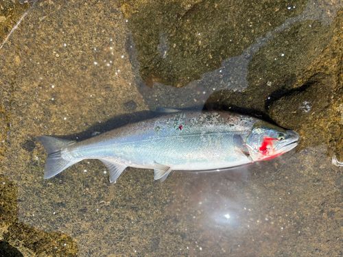 サクラマスの釣果