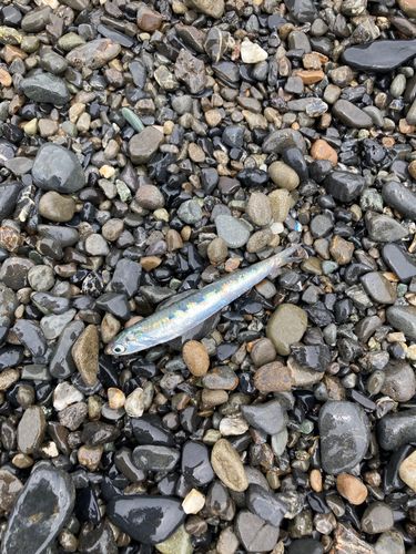 イワシの釣果