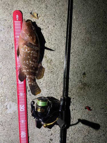 キジハタの釣果