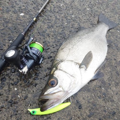 ヒラスズキの釣果