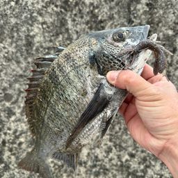 チヌ