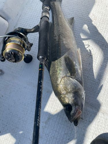 マルスズキの釣果