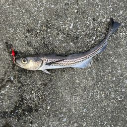 スケトウダラ