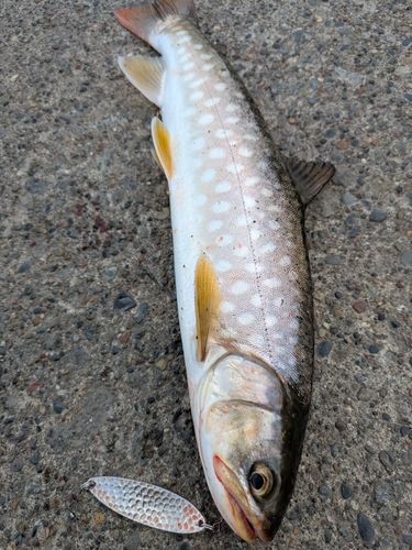 アメマスの釣果