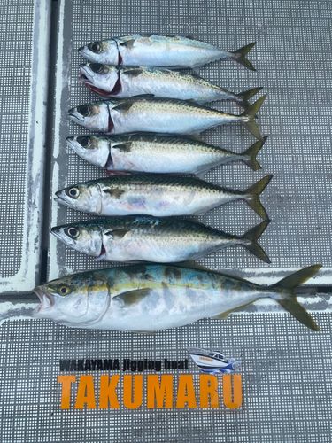 ハマチの釣果