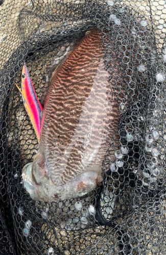 コウイカの釣果