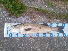 シーバスの釣果