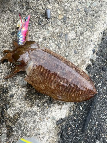 ハリイカの釣果