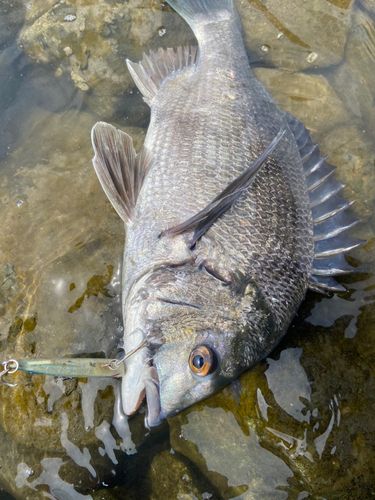チヌの釣果