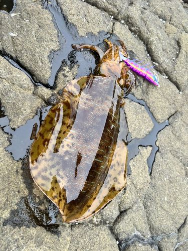 アオリイカの釣果