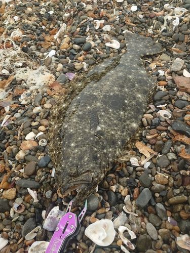 ヒラメの釣果