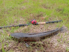 ライギョの釣果