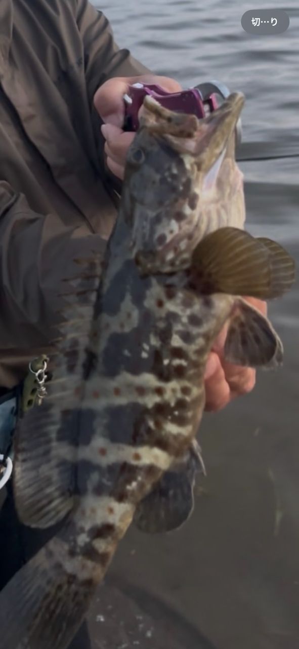 チャイロマルハタ