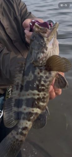 チャイロマルハタ