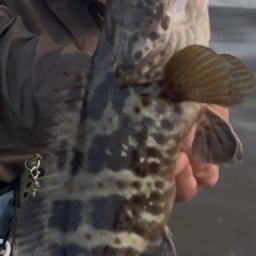 チャイロマルハタ